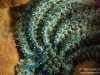 Sea Star details