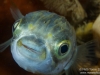 Nice Pufferfish closeup