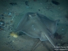 Small Stingray