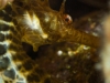 Moody Seahorse shot