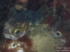 Pair of Pufferfish