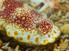 Red Lace nudibranch closeup