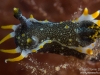 Hedgpeth's Dorid closeup