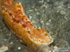 Short-tail nudibranch on the bottom