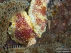 Pair of Red Lace nudibranchs