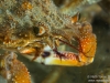 Spider crab closeup