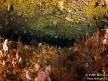 Seawhips next an overhang