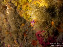 Nudibranch on the reef