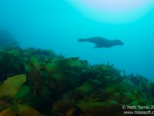 Seal swimming above kelp forest