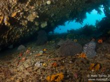 Seawhips under a ledge