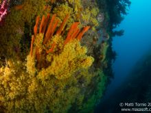 Finger sponges on a zoanthid wall