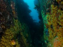 Zoanthid canyon
