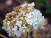 Flower closeup