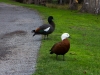 Ducks