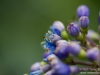 Buds