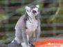2013-07-20 Willowbank Wildlife Reserve