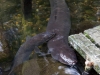 Friendly eels