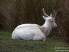 White Deer