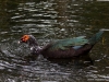 Big birdie