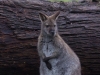 Wallaby