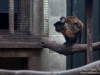 Monkeys