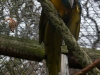 Parrot