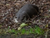 Otter