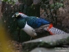 Birdie