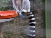 Ring-tail