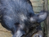 Hairy pig