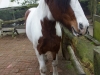 Big horse