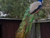 Peacock on a roof