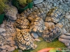 Baby Turtles