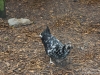 Rare hen