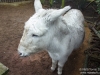 White Donkey