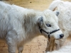 Hairy cows