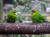 Pair of Kakariki