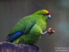 Kakariki