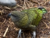 Kea