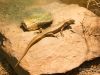 Another lizard