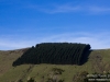 Tightly planted trees on top of a hill