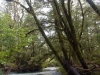 River in rainforest