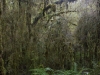 Temperate rainforest