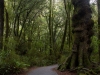 Rainforest walk