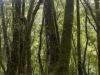 Rainforest