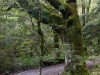 Rainforest