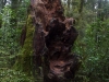 Rainforest