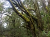 Rainforest