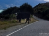 Cow on the road