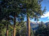 Queenstown Gardens